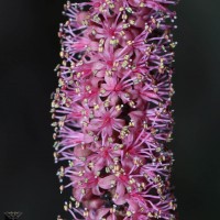 Adenanthera aglaosperma Alston